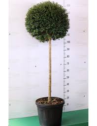 Palma dalle dimensioni piuttosto grandi, la crysalidocarpus può arrivare fino ad un massimo di 15 metri. Alberello Di Ligustro Con Chioma A Sfera Ligustrum Jonandrum O Delavayanum Vendita Online