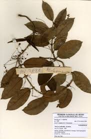 Image result for Tacazzea apiculata