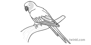 Sun Conure Parrot Black And White Illustration Twinkl