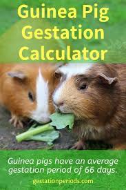 Pin On Gestation Calculators