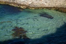 Sightseeing and staying in santa rosa island. Sharks And Manta Rays Picture Of Santa Rosa Island Channel Islands National Park Tripadvisor