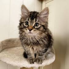 The maine coon munchkin mix is a beautiful cat! Maine Coon Kittens For Sale Maine Coon Cats For Sale