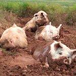 British Saddleback Pig Pig Breeds Animals