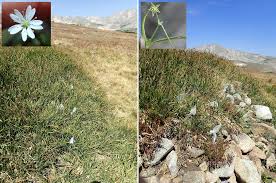 Image result for Stellaria sennii