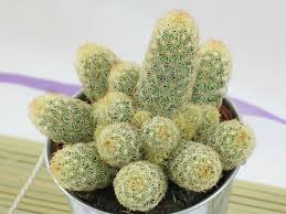 Shop our huge selection of craft supplies & decor. Mammillaria Elongata Ladyfinger Cactus World Of Succulents