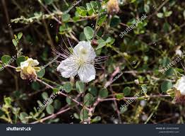 Image result for Capparis erythrocarpos