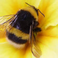 They occur over much of the world but are most common in temperate climates. Do Bumble Bees Sting Green Pest Solutions