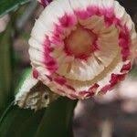 Image result for Napoleonaea septentrionalis