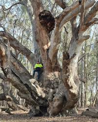 Image result for Eucalyptus camaldulensis