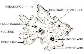 In the early days of cell biology research mitochondria were teased from cells using fine needles. Pseudopods Definition Function Movement And Examples