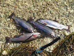 Big Bear Lake Rainbow Trout Winter Fishing Jan 16 2012 Big Bear Lake Big Bear Lake Fishing Winter Fishing