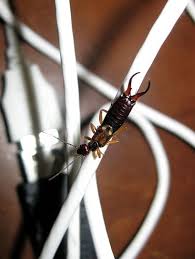 We did not find results for: How To Get Rid Of Earwigs Getting Rid Of Earwigs Earwigs Garden Pests