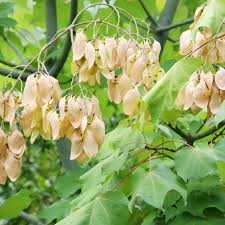 Image result for Firmiana