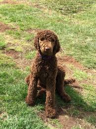 Our store also offers grooming, training offer not valid on select merchandise, gift cards, gift certificates, previous purchases or charitable donations and specifically excludes royal canin. Royal Pet Grooming Brooklyn The Y Guide
