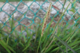 Image result for Ischaemum afrum