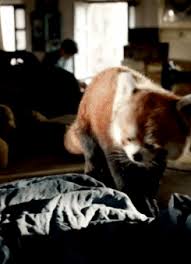 Musicalsxgalore Pan Red Panda Form