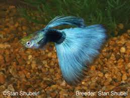 Guppy Types Guppy Associates International Chicago