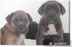 4,602 likes · 14 talking about this. Leinwandbild Italian Mastiff Cane Corso Pixers Wir Leben Um Zu Verandern