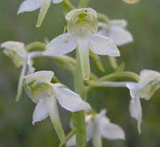 Platanthera Clorantha Greater Butterfly Orchid