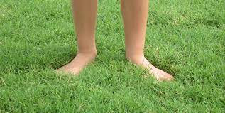 Settlers from africa and india brought bermuda grass to north america over a century and a half ago. Bermuda Grass Types Houston Grass Pearland Sugar Land Tx
