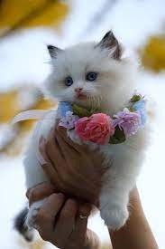 We did not find results for: 90 000 Best Cute Cat Photos 100 Free Download Pexels Stock Photos