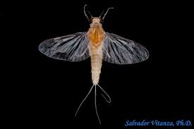 Image result for Philenoptera katangensis