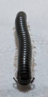 Image result for Centemopsis longipedunculata