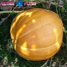 Image result for Cucumis hirsutus