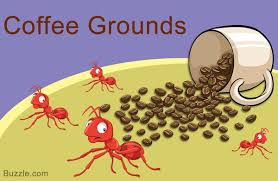home remedies to get rid of ants