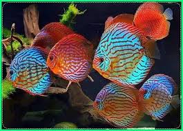 Ikan gabus memiliki manfaat kesehatan tertentu seperti kadar albumin yang tinggi ketimbang beberapa ikan lainnya, dan inilah mengapa banyak yang mencari cara budaidaya ikan dikolam beton tersebut. Supplier Bibit Dan Ikan Hias Discus Terbesar Di Yogyakarta 1 Jual Ikan Terpercaya