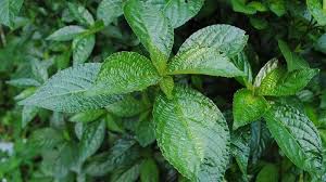 Pelbagai jenis kanser (payudara/usus/peparu/serviks/ovari/dll) sle (system lupus erythemotosus) thyroid leukimia darah tinggi kencing manis jantong masalah berkaitan. Banyak Yang Tidak Tahu Khasiat Seduhan Kejibeling Bisa Tangkal Penyakit Berbahaya Tribunnewswiki Com Mobile