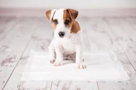 Wann ist ein welpe stubenrein? Welpen Stubenrein Machen Hunde Welpen De