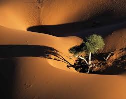 Image result for Ozoroa okavangensis