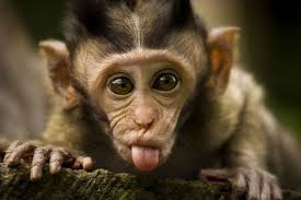 Cute And Cuddly Animals Fun Gallery Monkeys Funny Cuddly Animals Cute Animal Photos