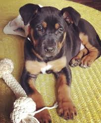 21 of the best great dane mix breeds. The Weiler Dane Or The Rottweiler Great Dane Mix Labrottie Com