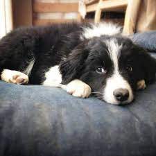 Bordercollie Collie Puppies Border Collie Dog Collie Dog