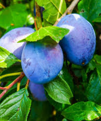 Image result for prunus domestica renkloda althana