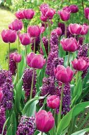 Pin On Gardens Purple