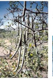 Image result for Schrebera trichoclada