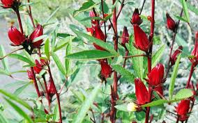 Plant a Roselle in kitchen garden, replace tamarind in curries,  agriculture, Roselle, roselle plant