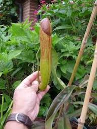 Cosas de la naturaleza Se llama Nepenthes holdenii y es una planta carnívora que tiene forma de pene y se da en el oeste de Camboya, donde crece a unos 600-800 metros