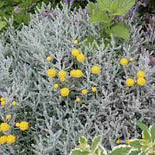 The fragrant foliage is deeply divided and colors vary from green to silver with small yellow pompom flowers appear in july and. Gray Santolina Lavender Cotton Santolina Chamaecyparissus My Garden Life