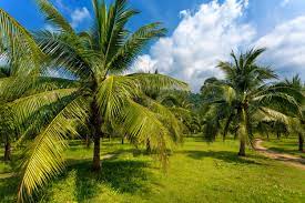 Weiterführende informationen sowie das hygienekonzept für den palmengarten und den botanischen garten finden sie hier. Exotische Palmen Im Garten Sudliches Flair In Unseren Breitengraden Heimhelden