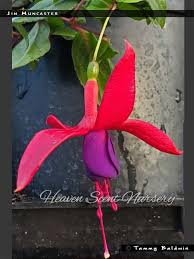 From a centerpiece to a bridal bouquet to special lighting, you can find a hobbs florist to suit your needs. Jim Muncaster Fuchsiafinder