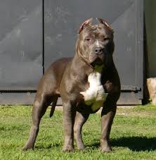 Pin By Carlos Menendez On Dogs Bully Dog Pitbull Dog Pitbull Dog Breed