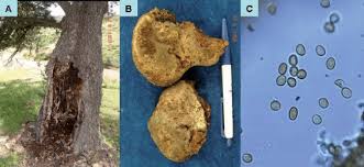 Image result for Phellinus gilvus