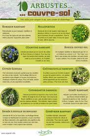 26161 kit de haie croissance arbuste persistant en pot emerald gold hteur expositions sol compact arbuste persistant pour bac impressionnant arbustes persistants ã croissance rapide et choisir la bonne exposition pour. 10 Arbustes Couvre Sol