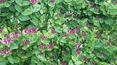 Super angebote für harly quinn hier im preisvergleich. Best Flowering Vines Lonicera Harlequin Honeysuckle Youtube