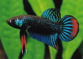 Beautiful Betta Imbellis Betta Betta Fish Betta Aquarium