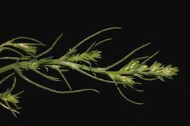 Image result for Polygala melilotoides